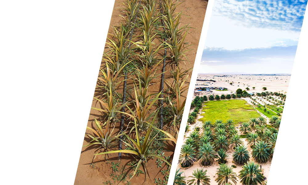 2 GAPE irrigation