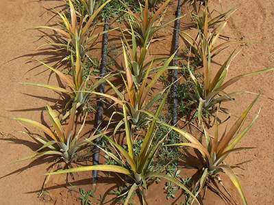 2 GAPE irrigation